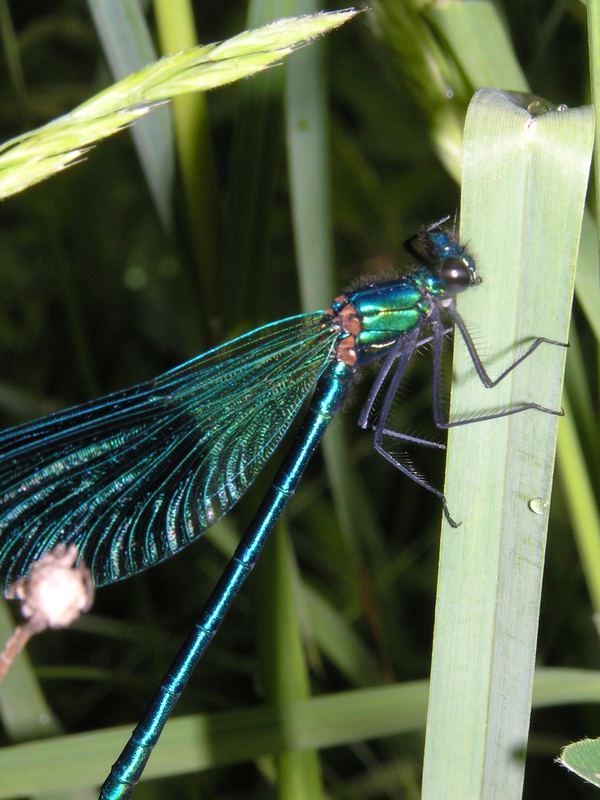 Blaue Libelle Foto & Bild tiere, wildlife, libellen Bilder auf