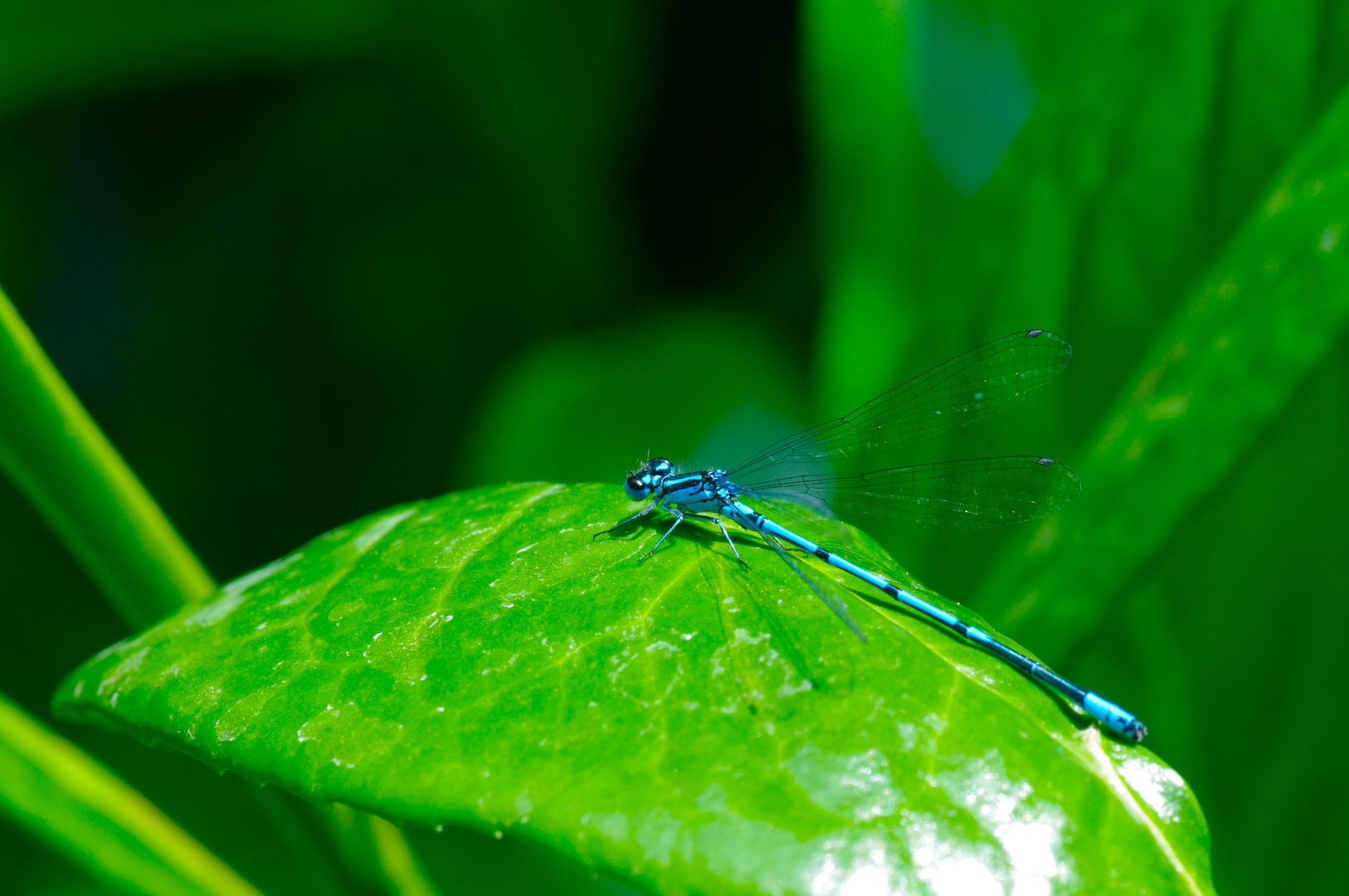 Blaue Libelle