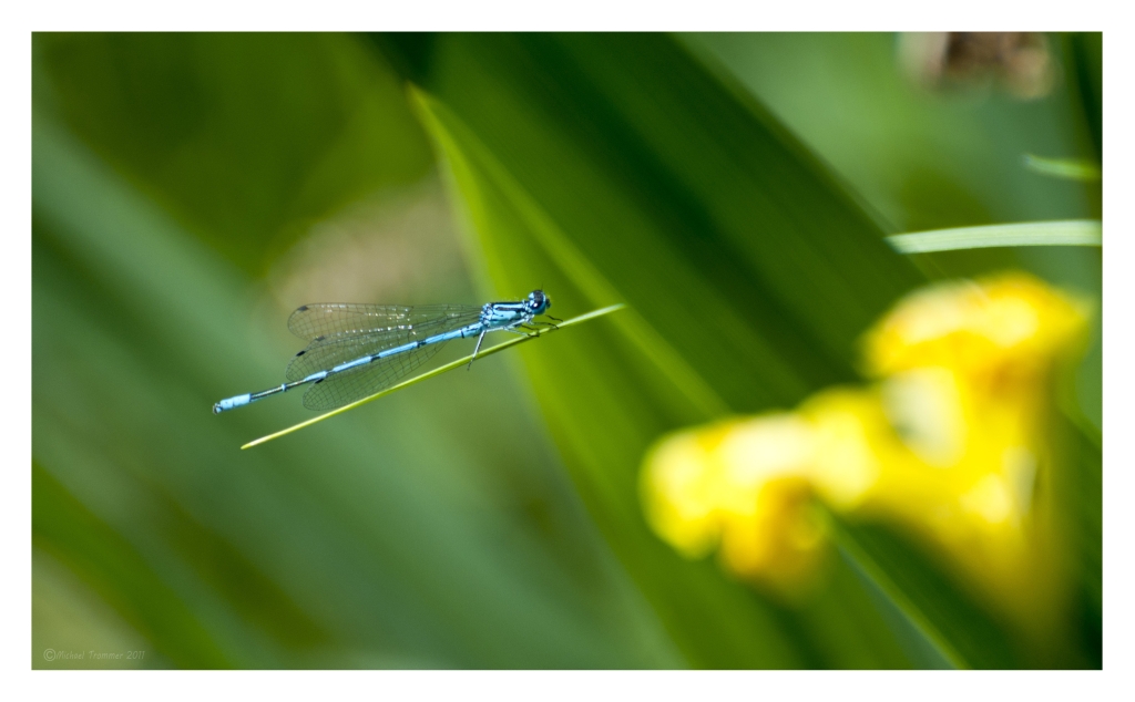 blaue Libelle