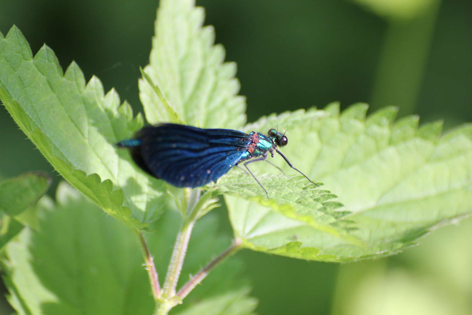 Blaue Libelle