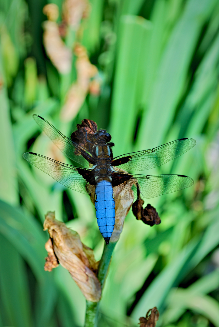 Blaue Libelle