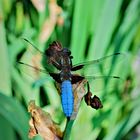 Blaue Libelle