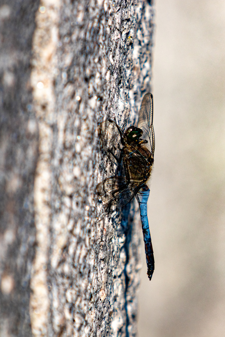 Blaue Libelle