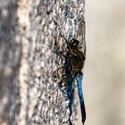 Blaue Libelle