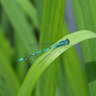 Blaue Libelle