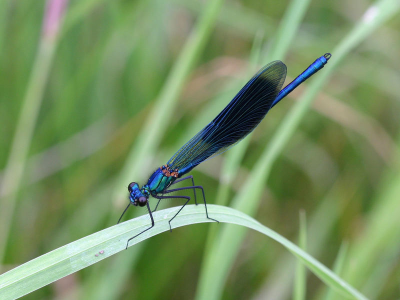 Blaue Libelle