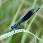 Blaue Libelle