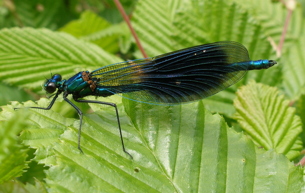 Blaue Libelle