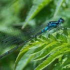 Blaue Libelle