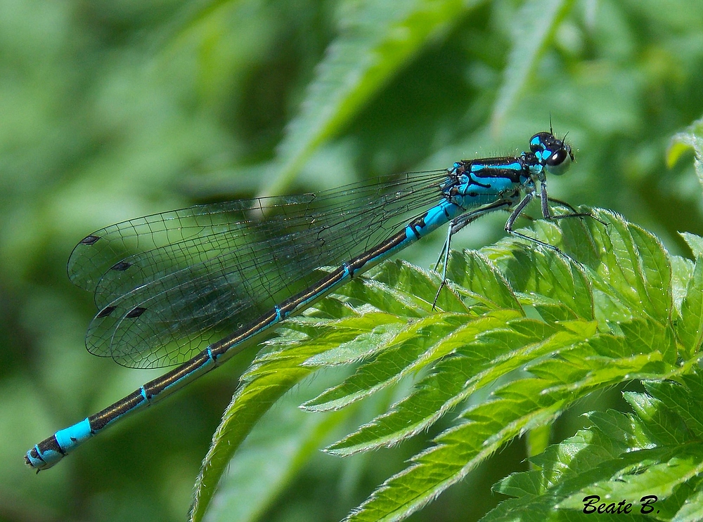 Blaue Libelle