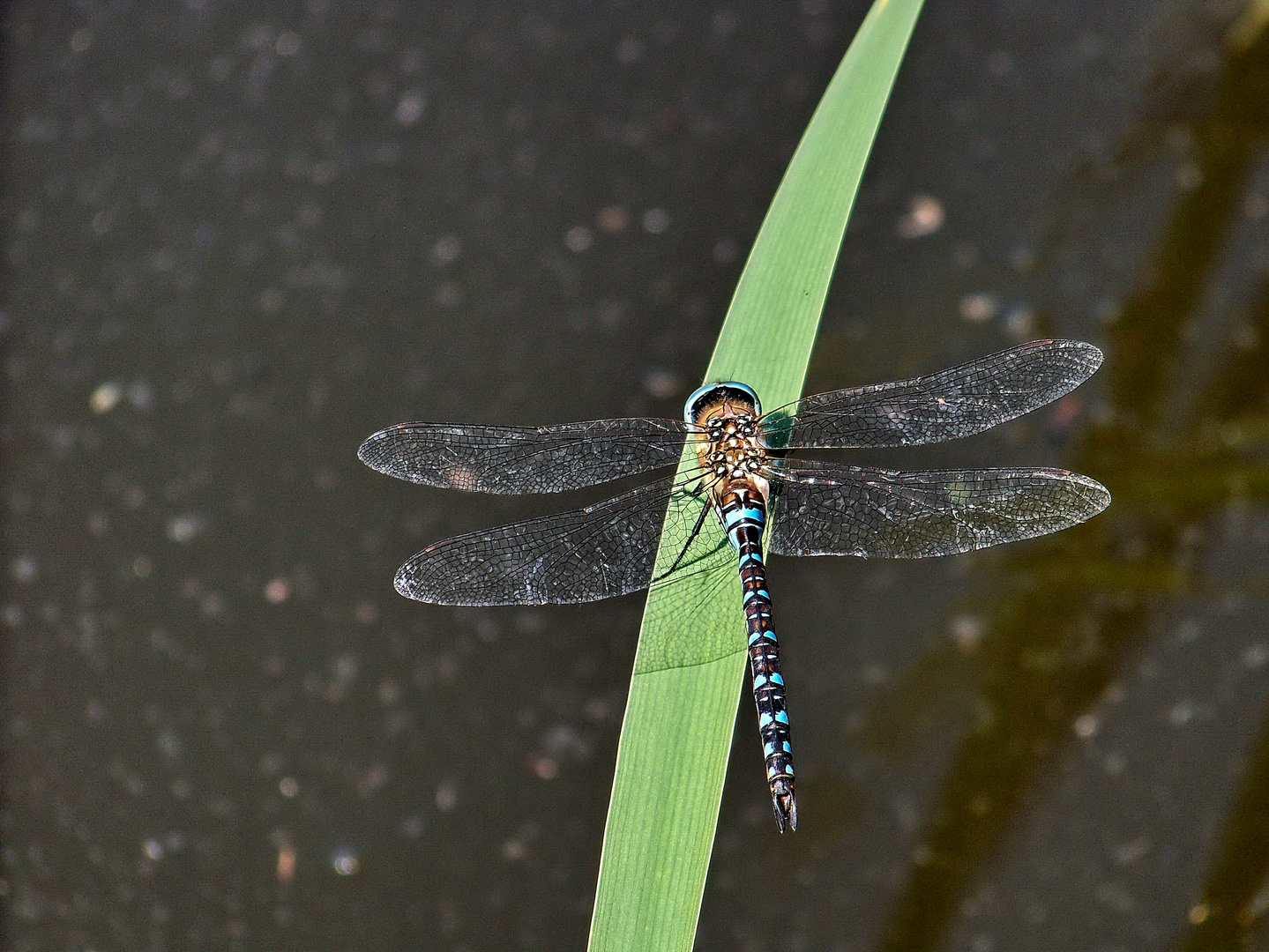 blaue Libelle