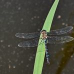 blaue Libelle