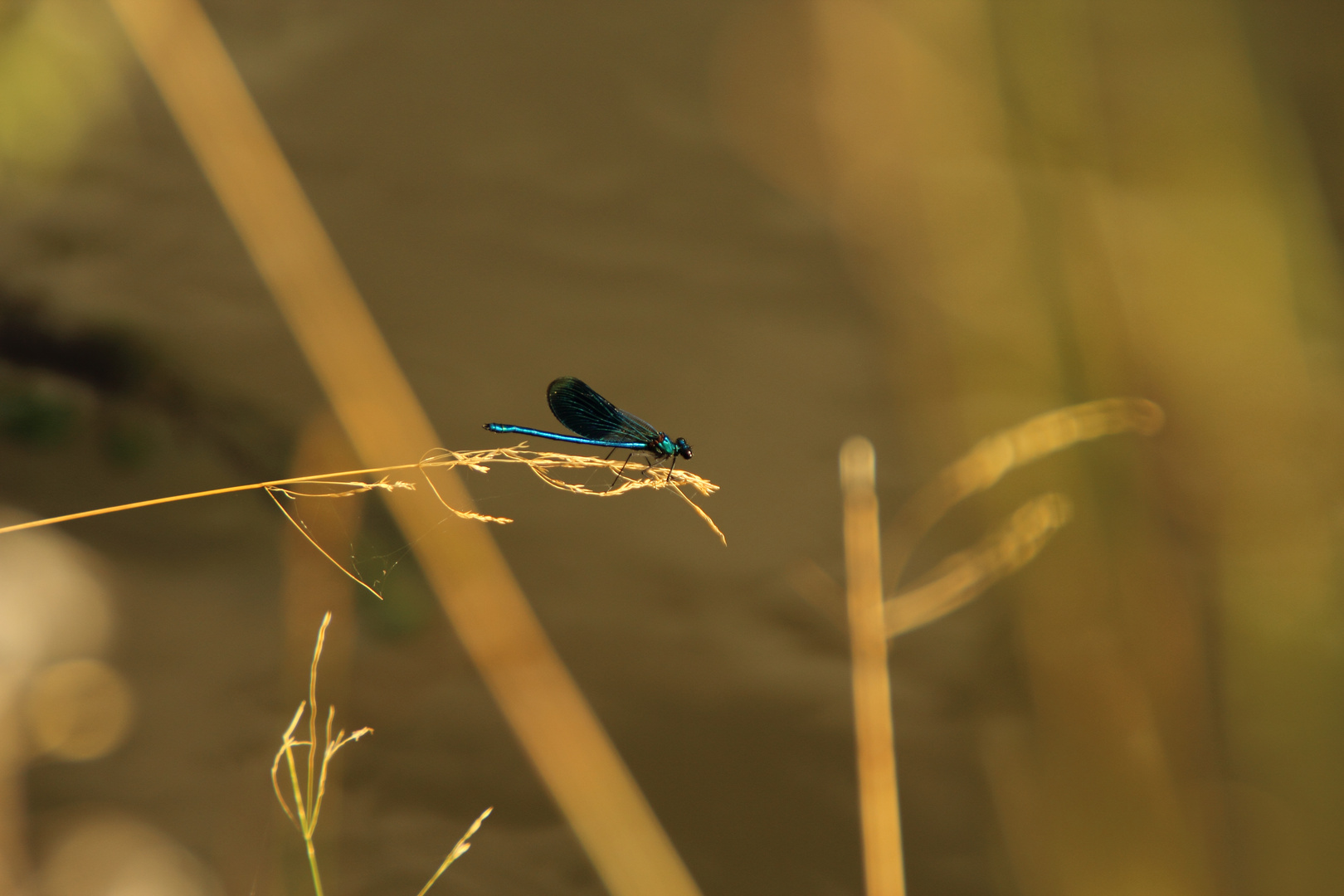 Blaue Libelle