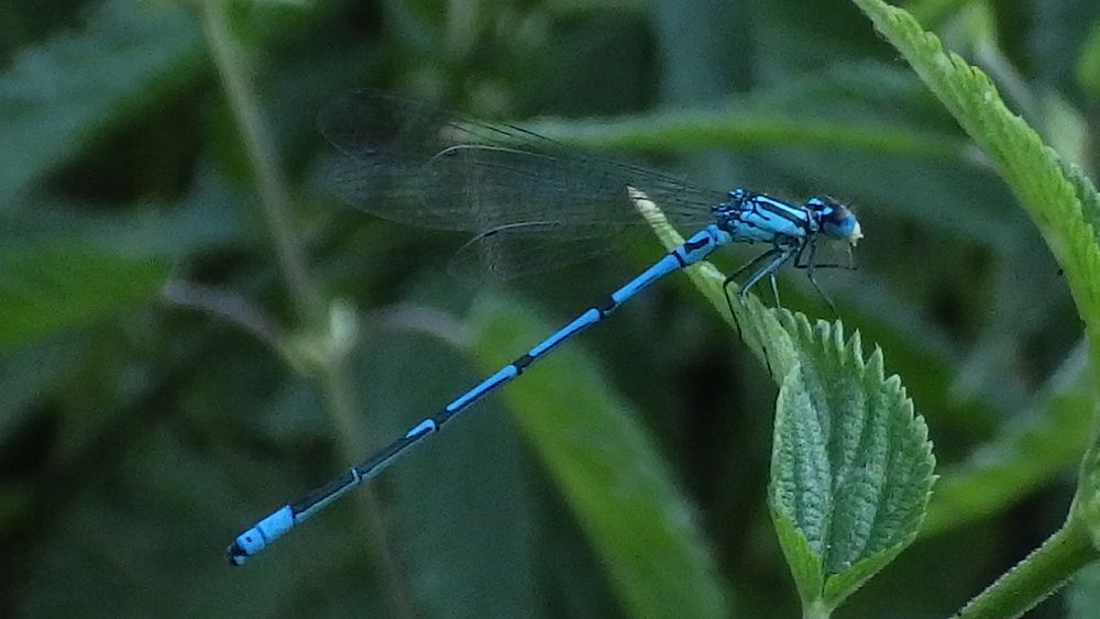 Blaue Libelle