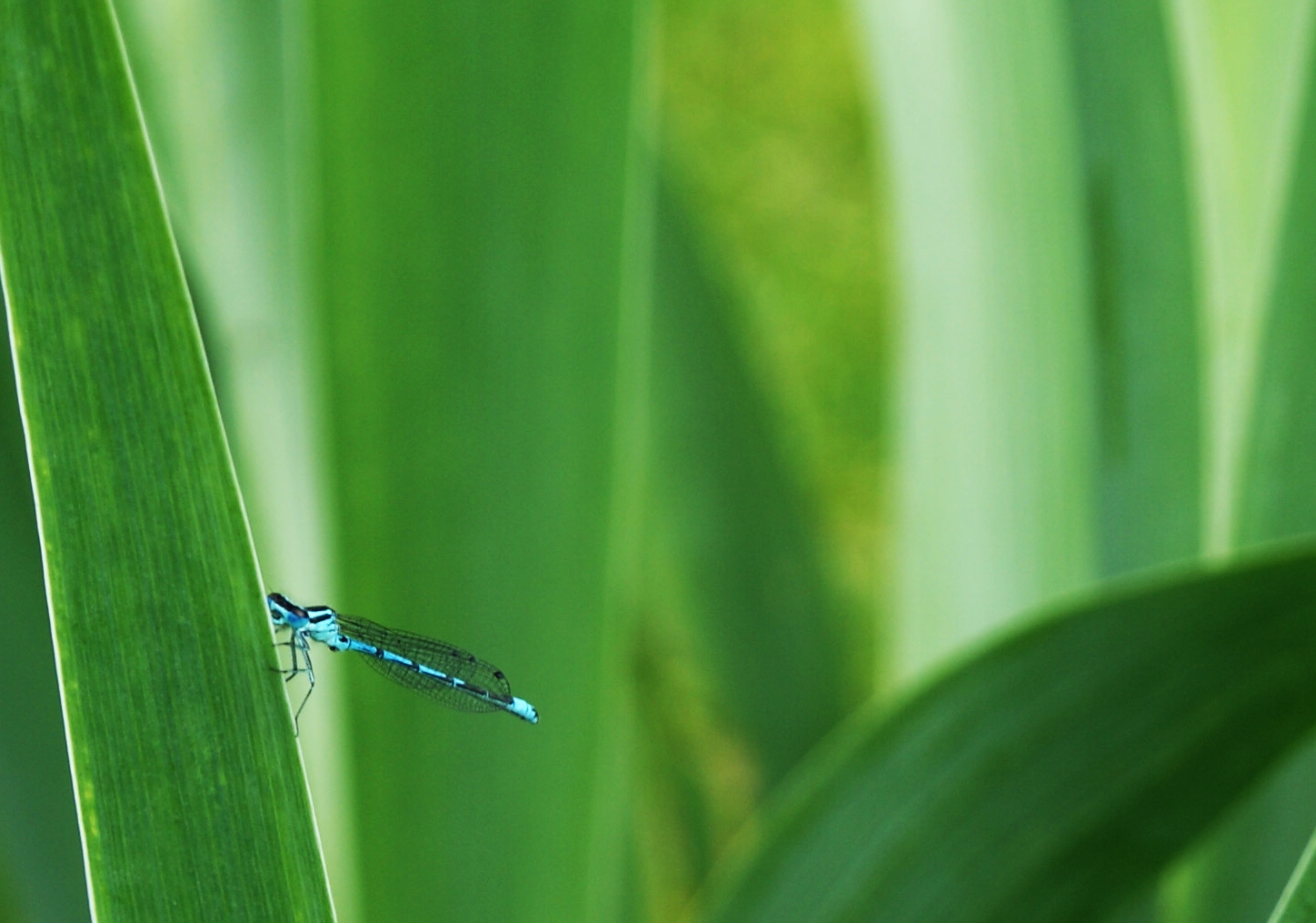 Blaue Libelle