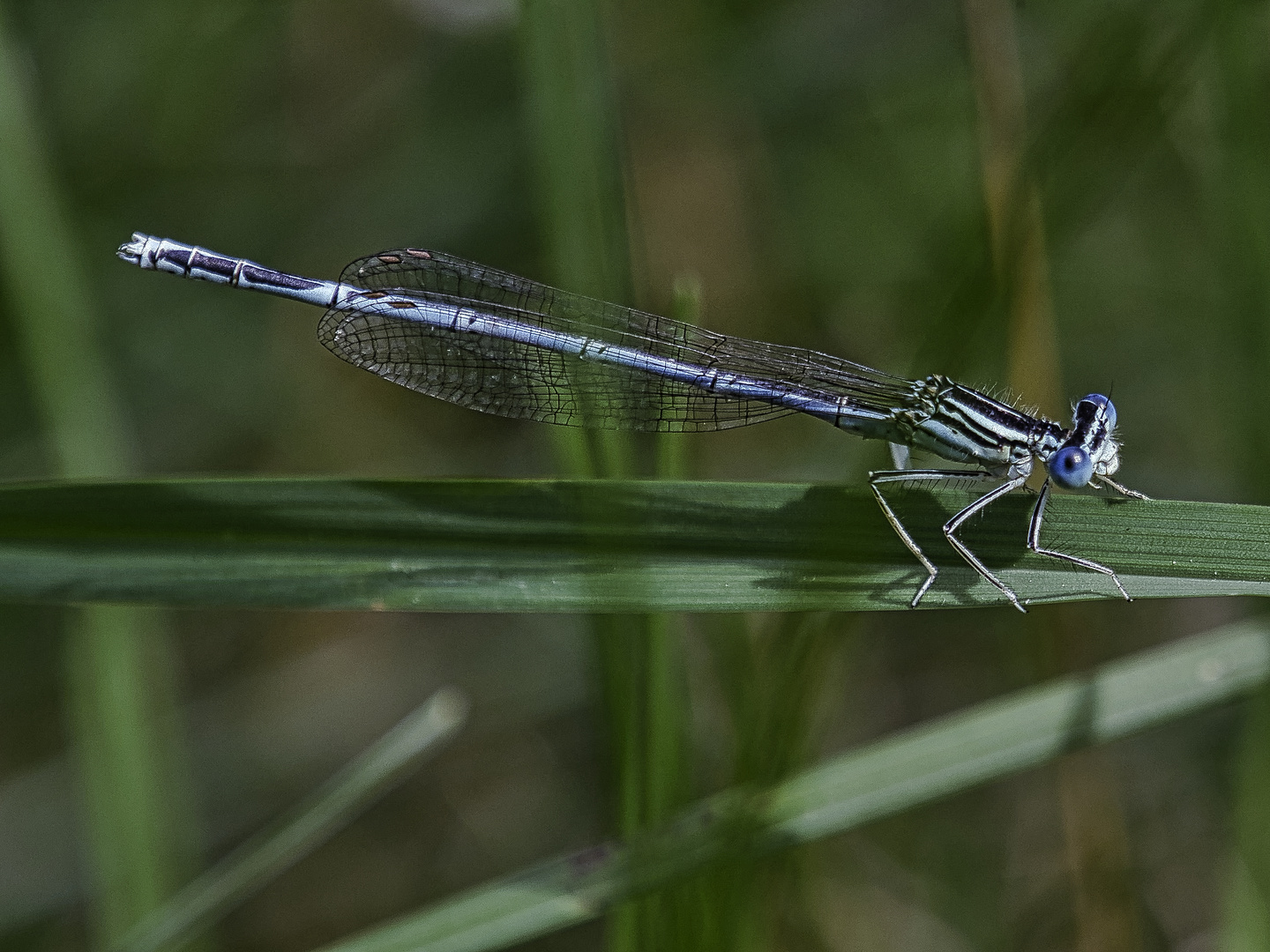 blaue Libelle