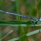 blaue Libelle