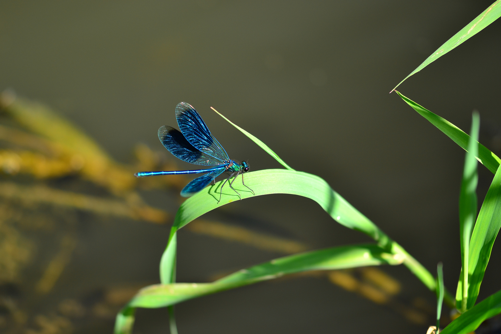 Blaue Libelle