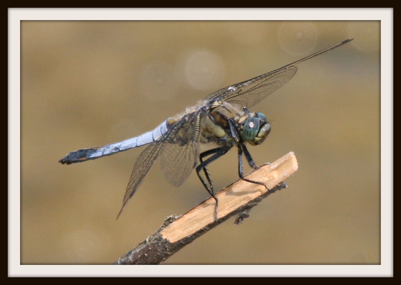 blaue Libelle