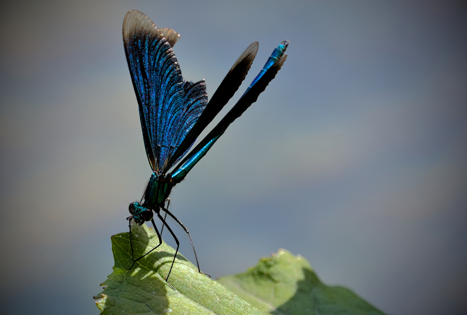 blaue Libelle