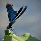 blaue Libelle