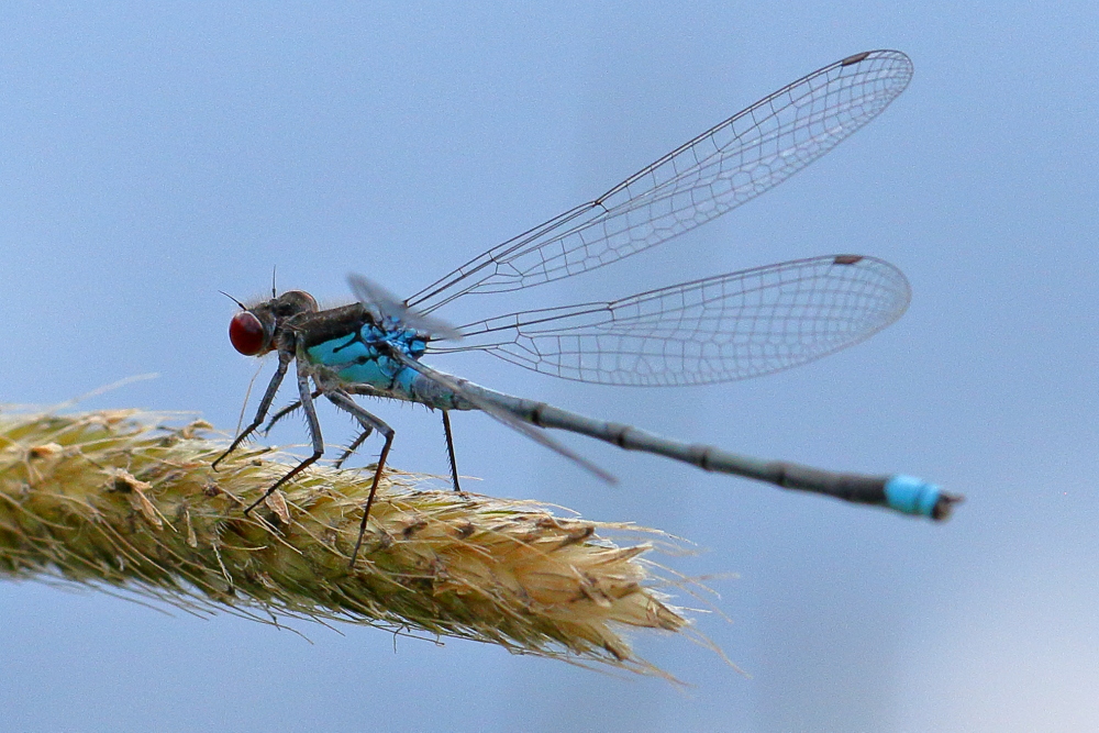 Blaue Libelle Foto & Bild natur, insekten, tiere Bilder auf