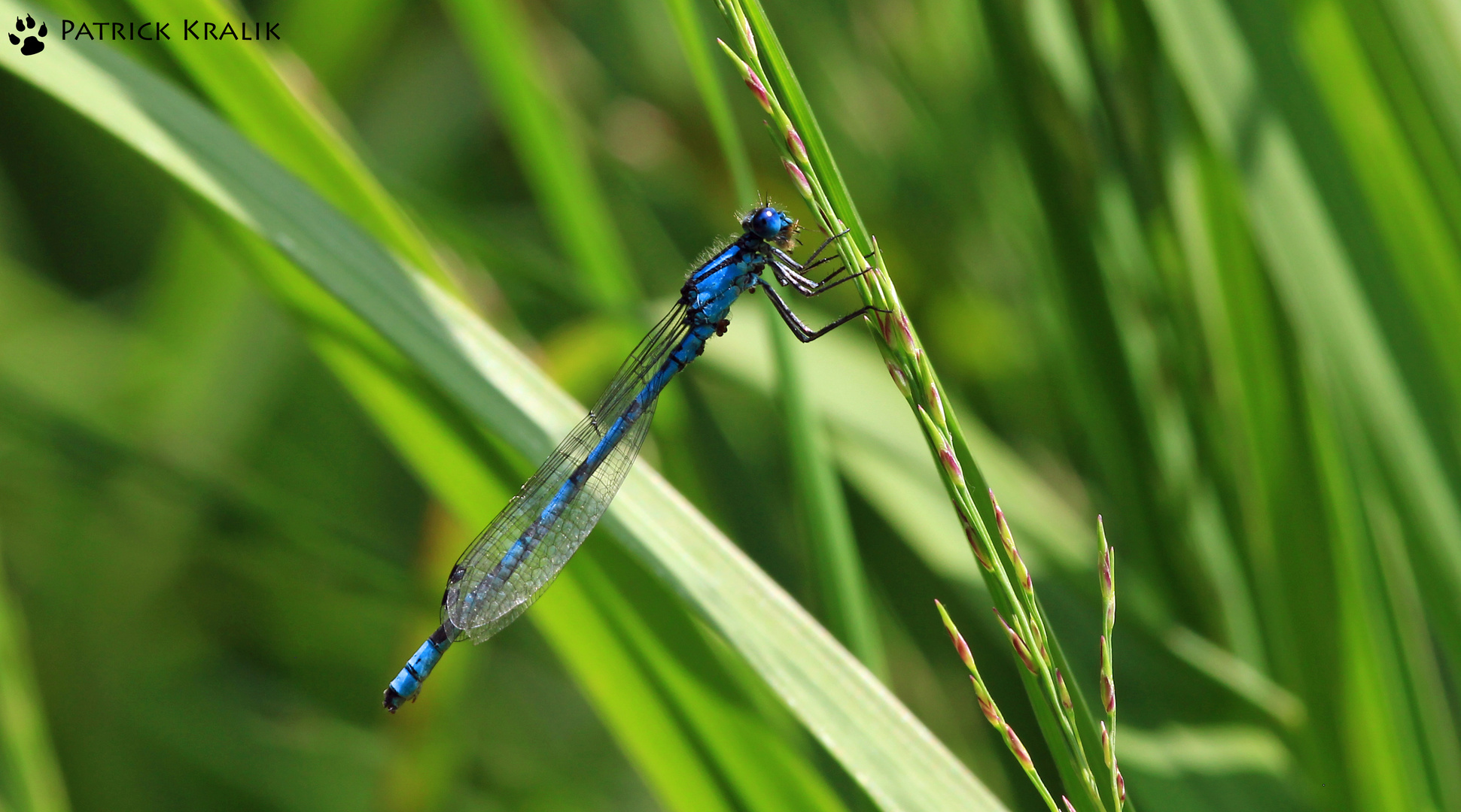 Blaue Libelle