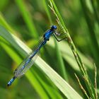 Blaue Libelle