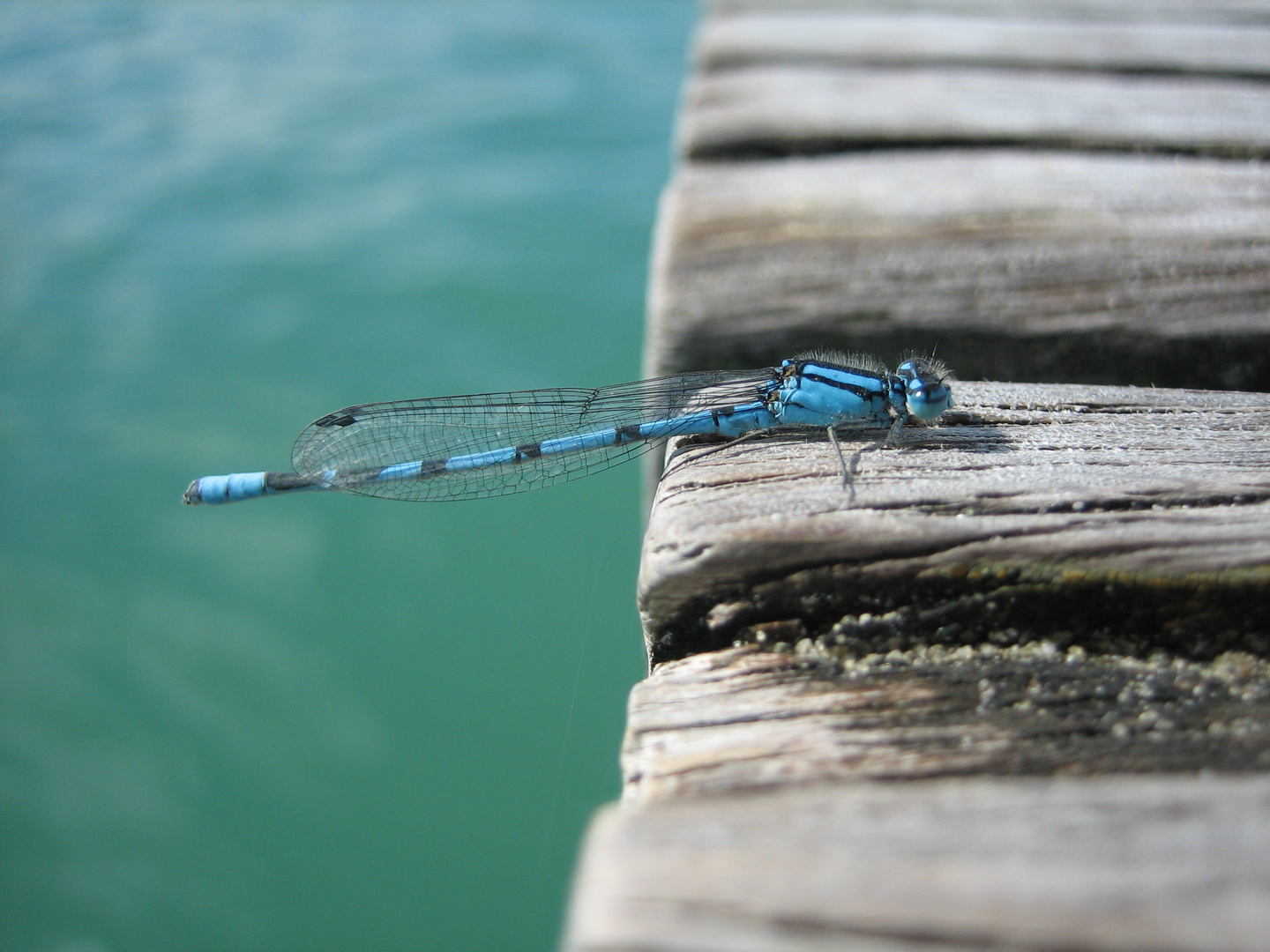 Blaue Libelle