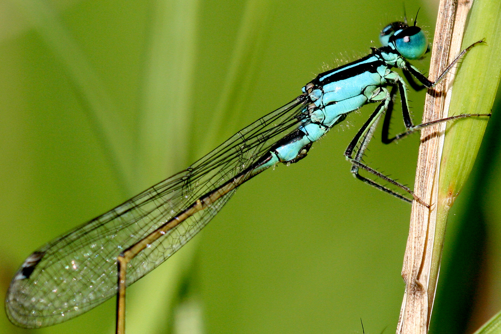 Blaue Libelle