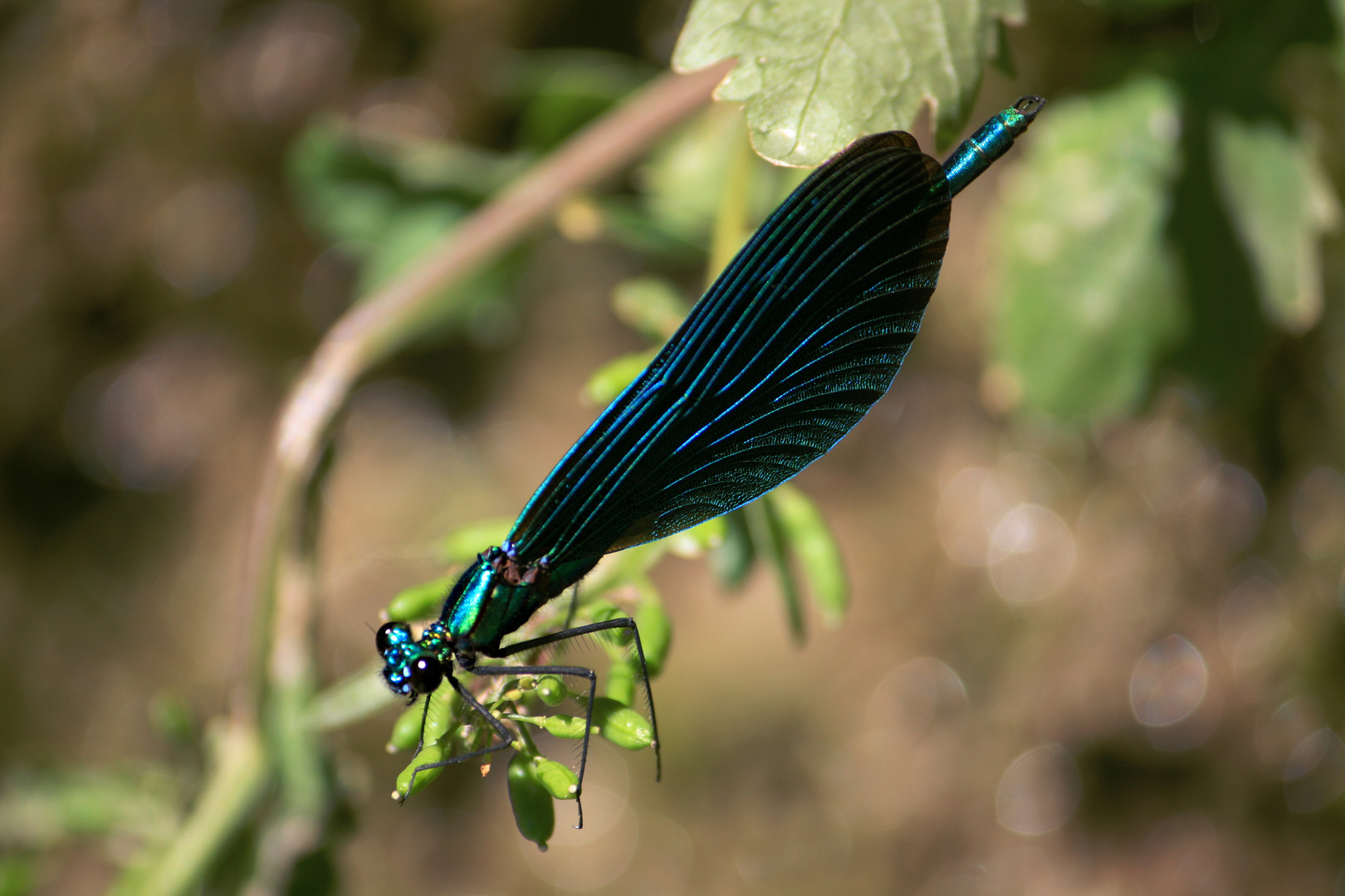 Blaue Libelle