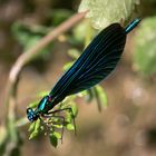 Blaue Libelle