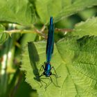 Blaue Libelle