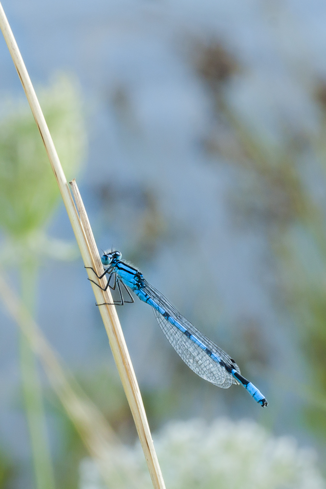 Blaue Libelle