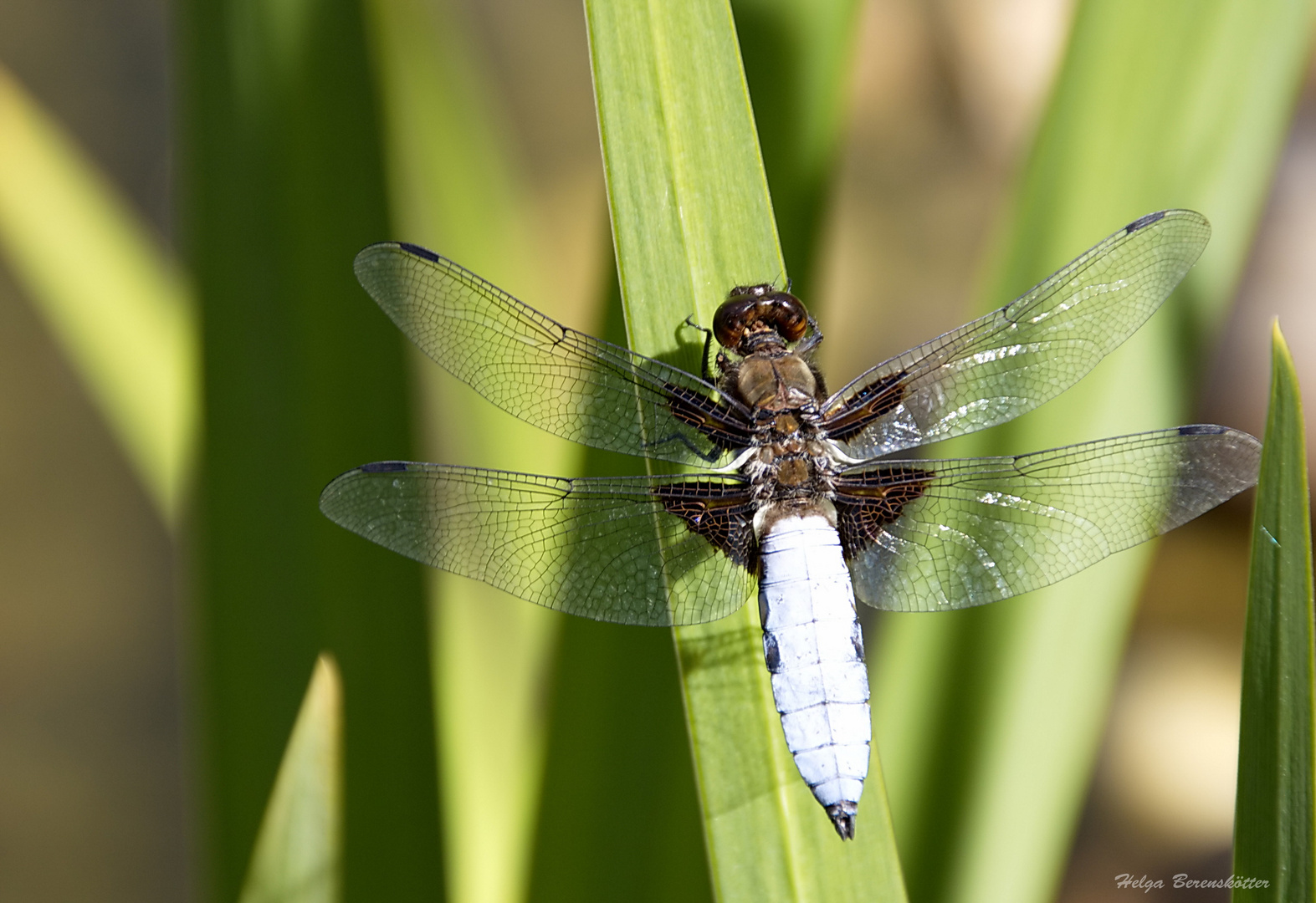 Blaue Libelle Foto & Bild tiere, wildlife, libellen Bilder auf