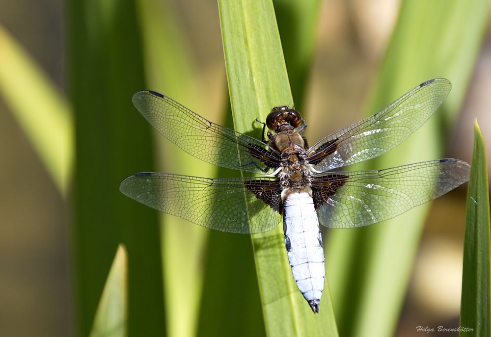 Blaue Libelle