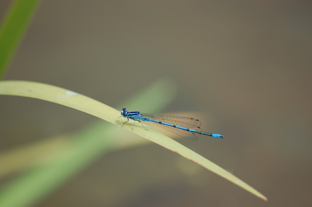 blaue Libelle