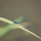 blaue Libelle