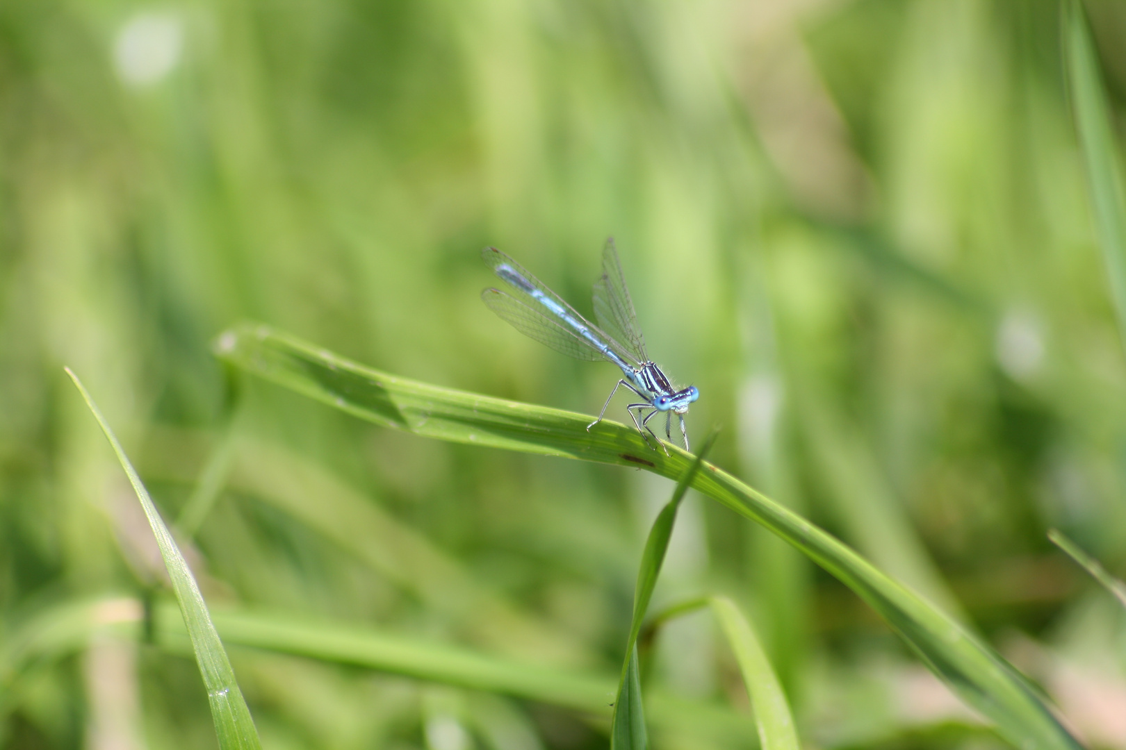 Blaue Libelle