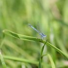 Blaue Libelle