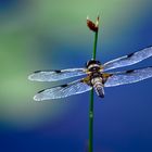 Blaue Libelle