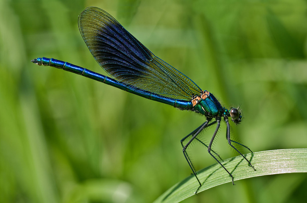 Blaue Libelle