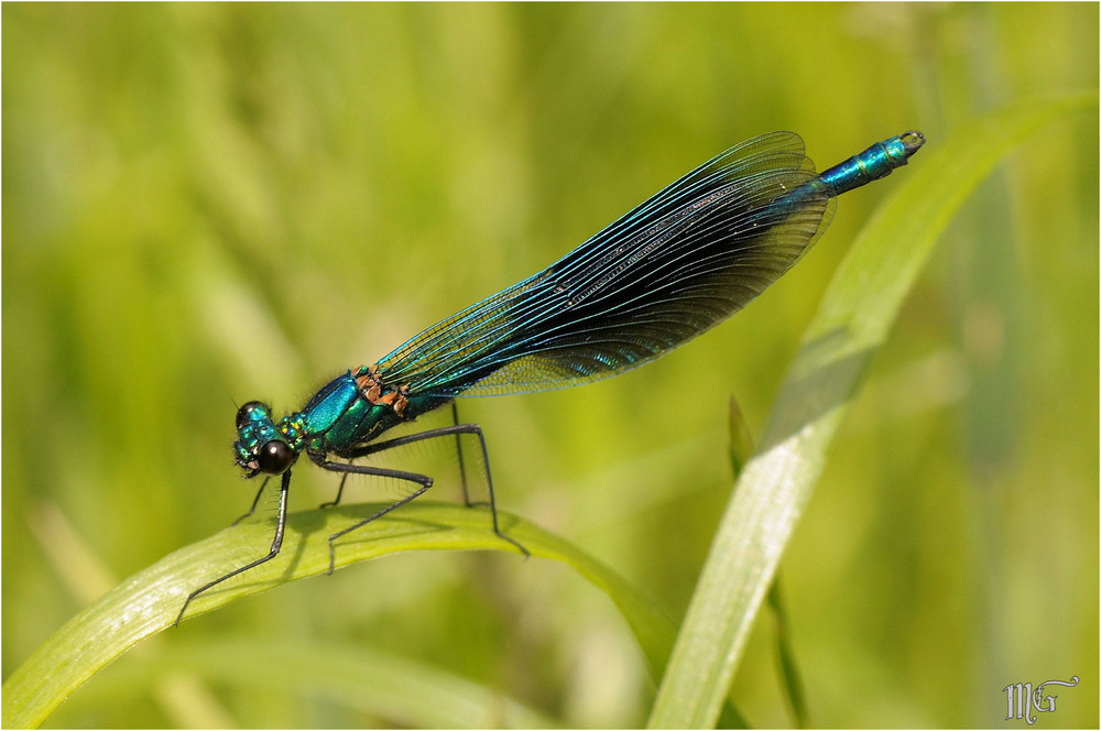 Blaue Libelle