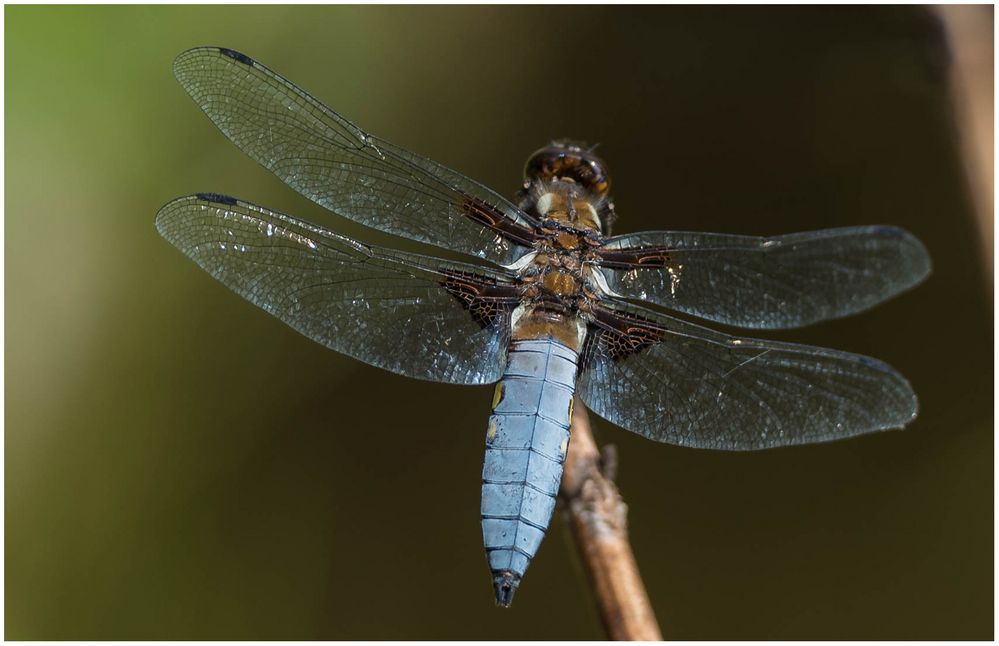 Blaue Libelle