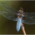 Blaue Libelle