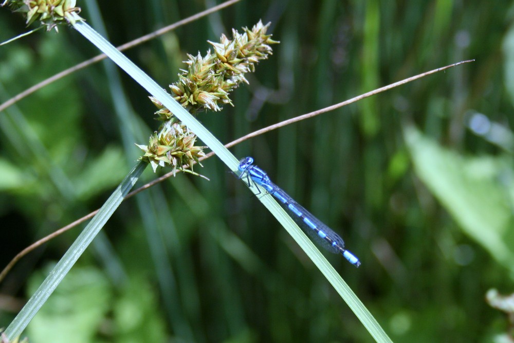 BLAUE LIBELLE