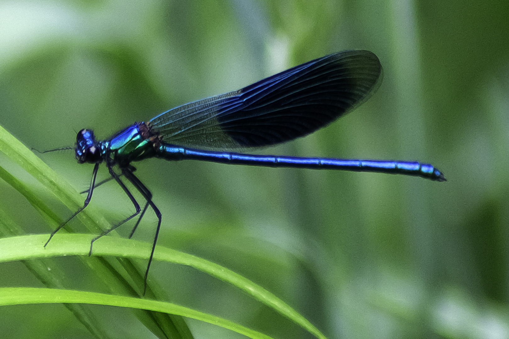 Blaue Libelle