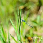 Blaue Libelle