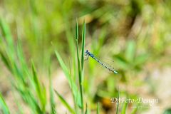 Blaue Libelle