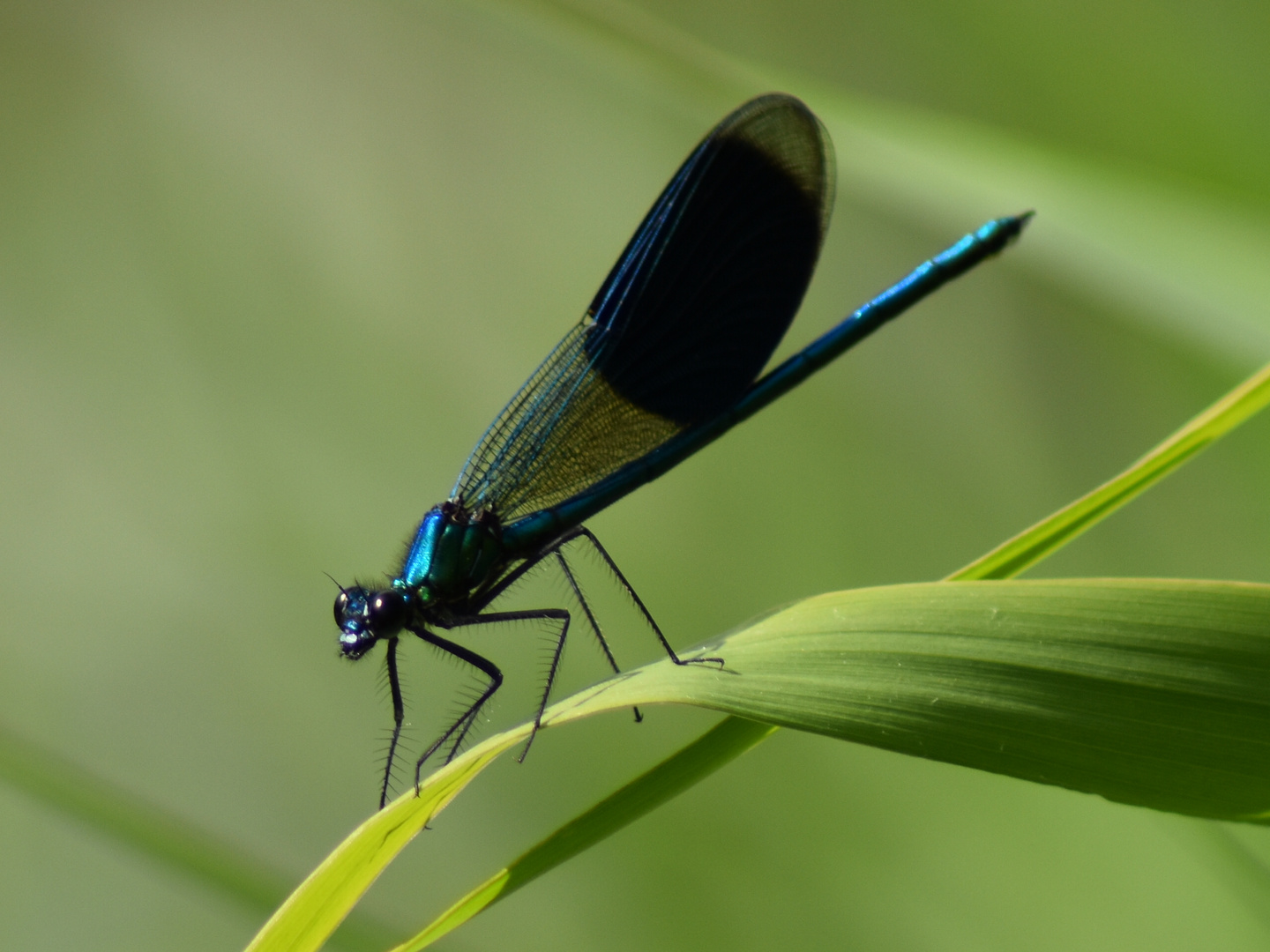 blaue Libelle 